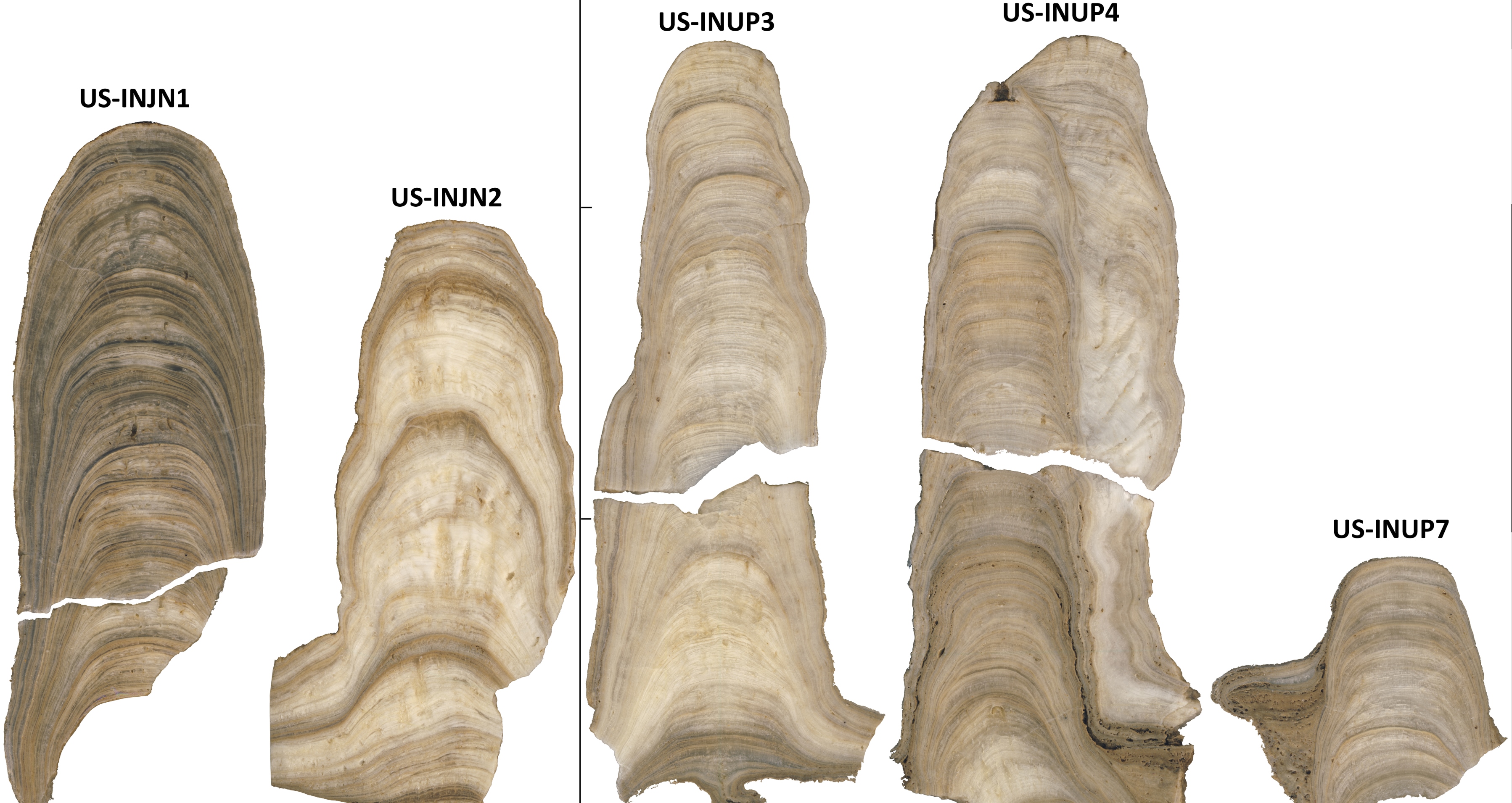 Various stalagmites from Indiana